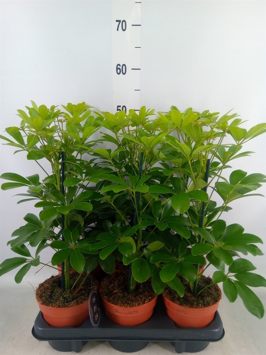 <h4>Schefflera arbor. 'Nora'</h4>