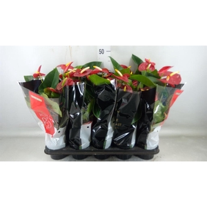 Anthurium andr. 'Royal Champion'