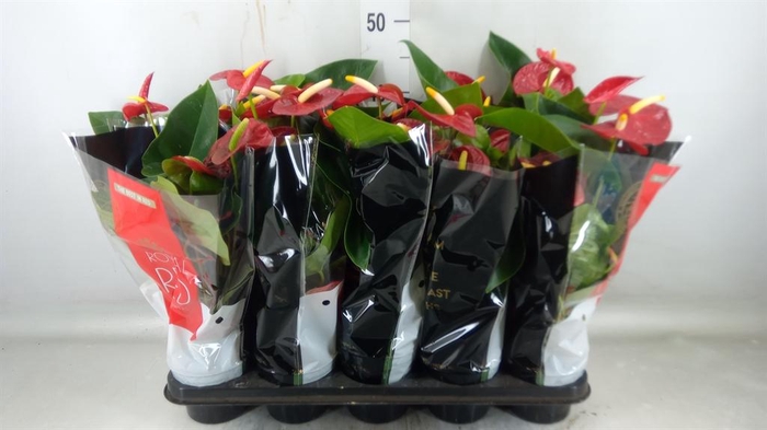 <h4>Anthurium andr. 'Royal Champion'</h4>