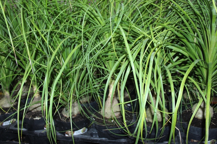 <h4>BEAUCARNEA P17</h4>