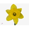 Narcissus Dutch Master Small Box 100