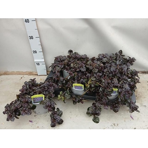 AJUGA FF N NIGHTINGA