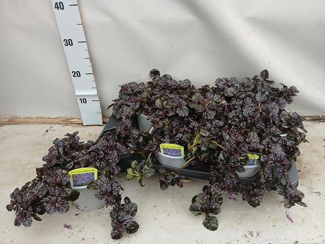 <h4>AJUGA FF N NIGHTINGA</h4>
