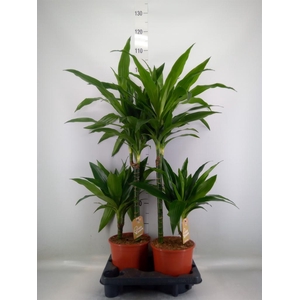 Dracaena frag. 'Janet Craig'