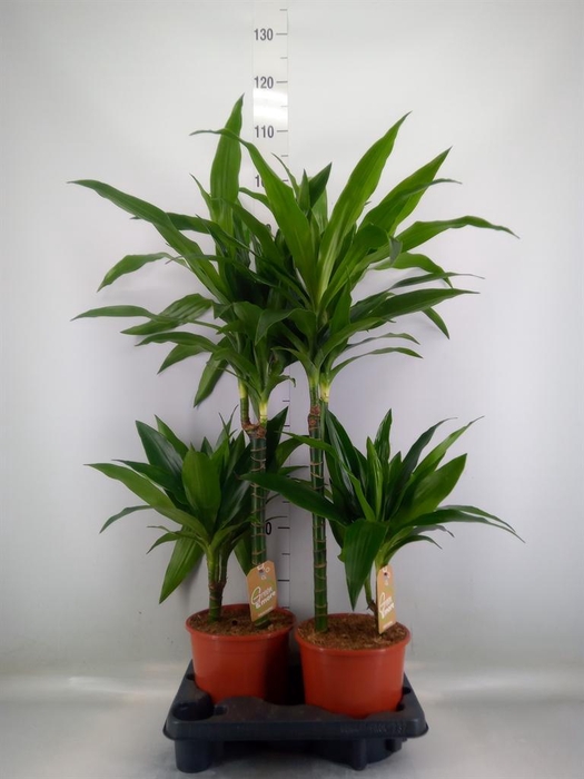 <h4>Dracaena frag. 'Janet Craig'</h4>