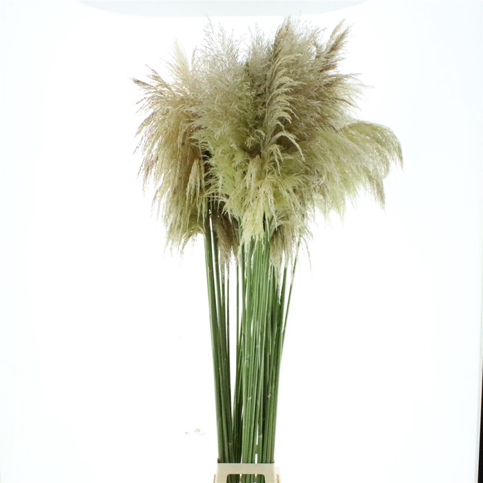 <h4>Cortaderia Fresh! N L</h4>