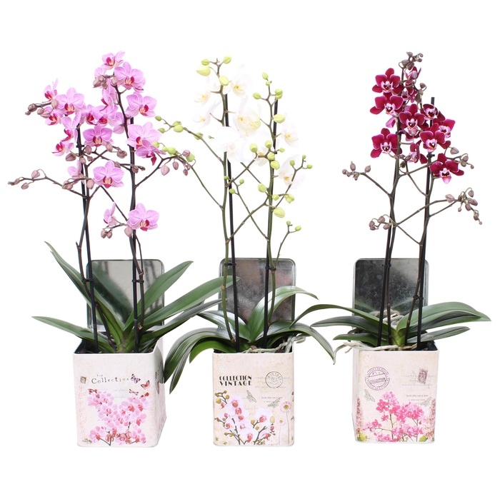 <h4>Phal. Multi 2-tak mix in BGC179 Blik Orchidee</h4>