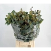 Euca Populus Berry 300gr P Bunch