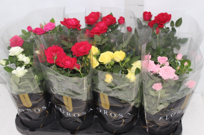 <h4>ROSEIRA MINI P13</h4>