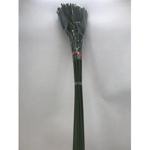 CYPERUS PAPYRUS SUPER