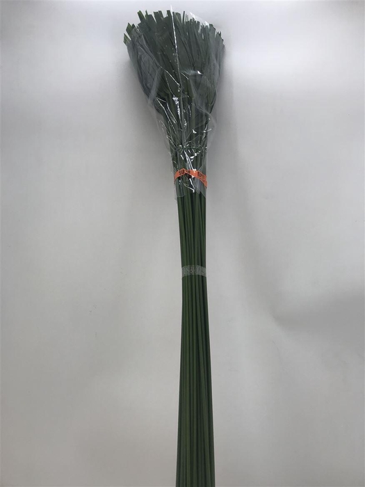 <h4>CYPERUS PAPYRUS SUPER</h4>