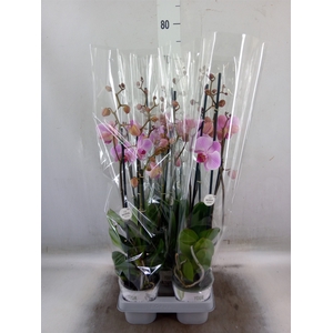 Phalaenopsis   ...rose
