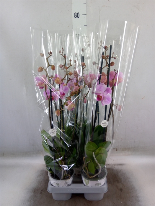 <h4>Phalaenopsis   ...rose</h4>