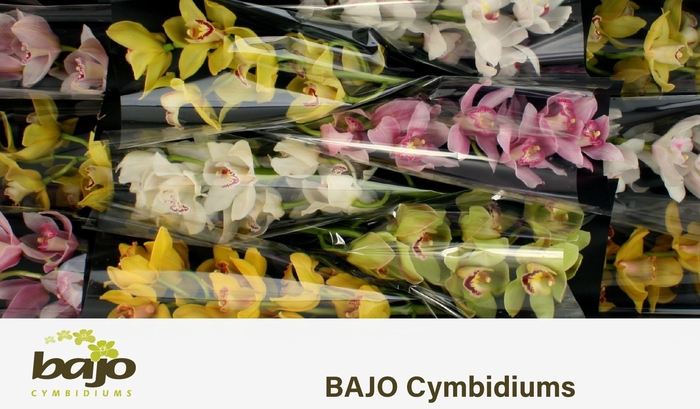 <h4>CYMB T GEM</h4>
