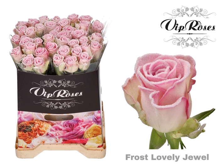 <h4>R GR FROST LOVELY JEWEL</h4>