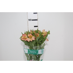 ALSTROEMERIA OPTIMA 080 CM