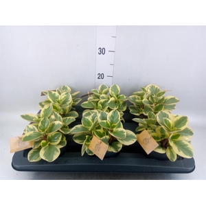 Peperomia obt. 'Obtipan Bicolor'