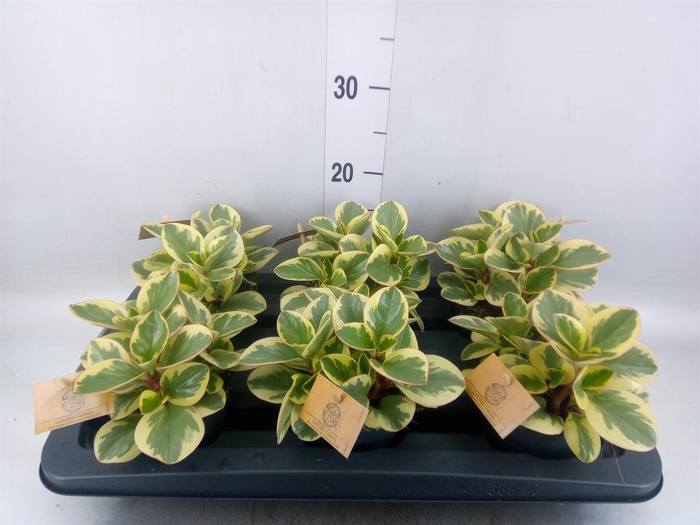<h4>Peperomia obt. 'Obtipan Bicolor'</h4>