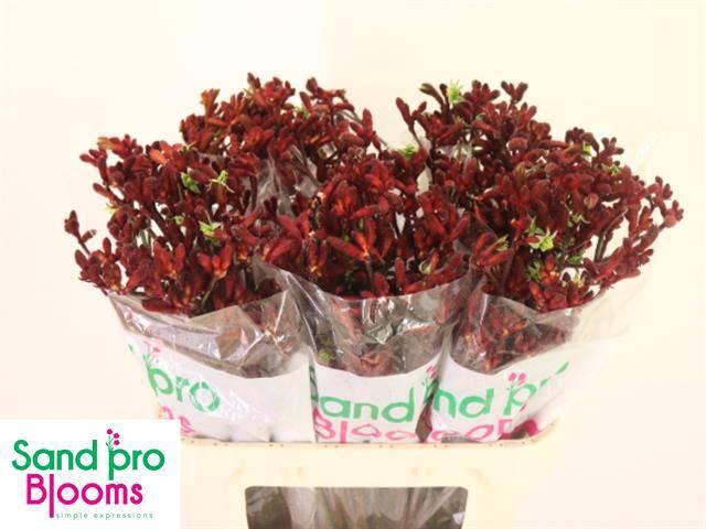 <h4>ANIGOZ EARLY SPRING</h4>