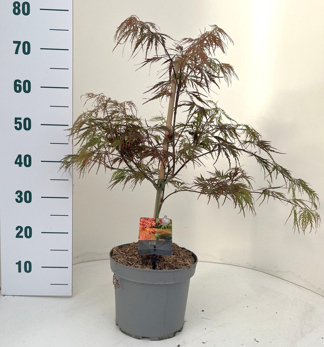 <h4>ACER PA GARNET</h4>