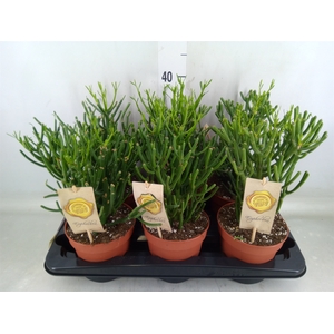 Euphorbia tirucalli