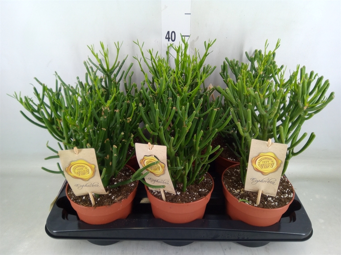 <h4>Euphorbia tirucalli</h4>