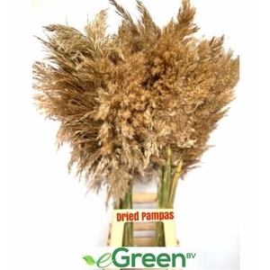CORTADERIA NATUREL =12=
