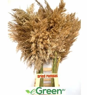 <h4>CORTADERIA NATUREL =12=</h4>