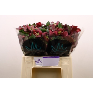 Helleborus Mammoth Red Marginpar