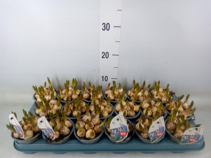 <h4>Muscari ...</h4>