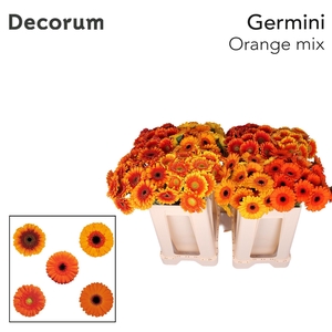 Germini Mix Oranje Water
