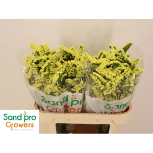 LIM S SIN MAX YELLOW