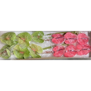 Anth A Mix Green Pink 13 cm X12 Spek