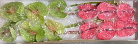 <h4>Anth A Mix Green Pink 13 cm X12 Spek</h4>