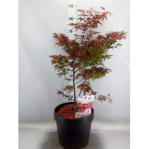 Acer palmatum 'Shaina'