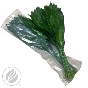 Aspidistra Superiore 60cm Vac.