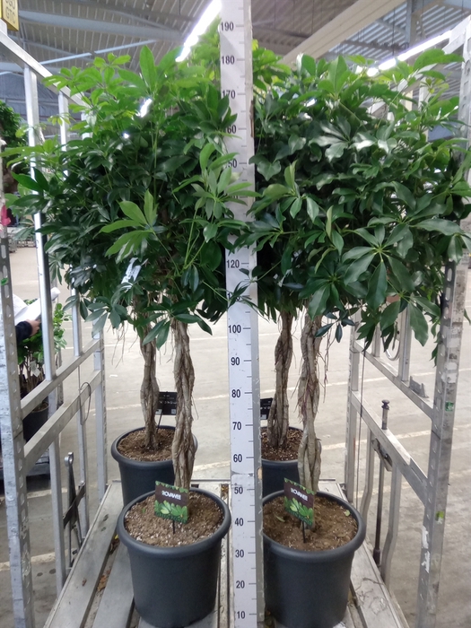 <h4>Schefflera arbor. 'Compacta'</h4>