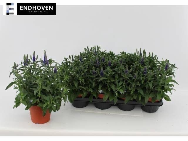 <h4>VERO SPICATA</h4>