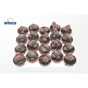 Pleiospilos Nelii Rubra