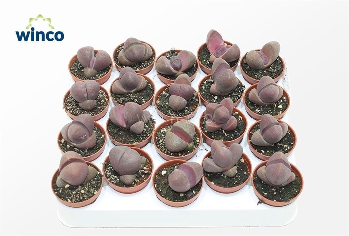 <h4>Pleiospilos Nelii Rubra</h4>
