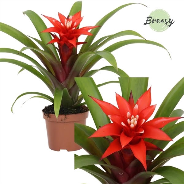 <h4>Guzmania Confetti</h4>