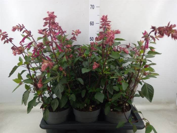 <h4>Salvia  'Wendys Wish'</h4>