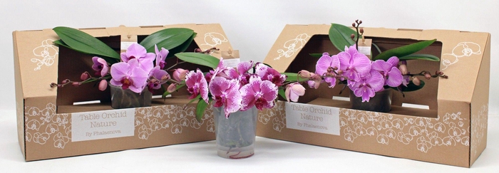<h4>Table Orchid GROEN ROZE</h4>