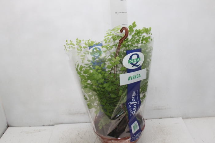 <h4>AVENCA VARIADA C21</h4>