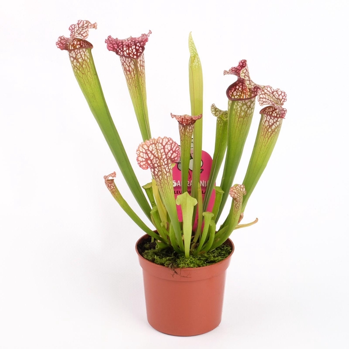 <h4>Sarracenia Leucophylla</h4>