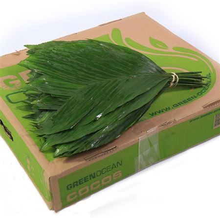 <h4>Cocos Medium</h4>