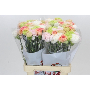 Dianthus St Rainbow Mix Pastel