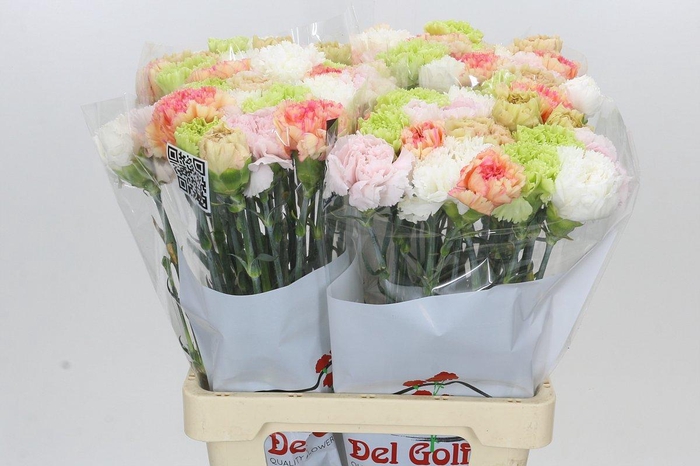 <h4>Dianthus St Rainbow Mix Pastel</h4>