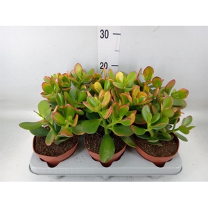 Crassula ovata 'Sunset'