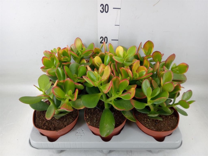 <h4>Crassula ovata 'Sunset'</h4>